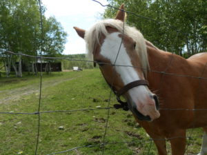 horse in the woods